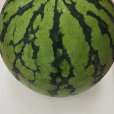 🍉すいかの中は・・・