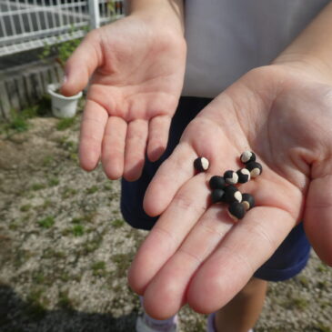 💕ハートの種、収穫！🪴