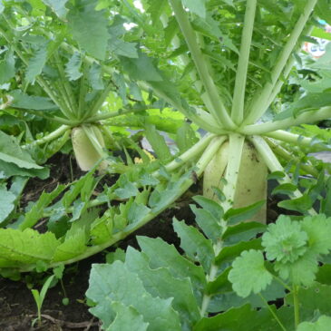 ❄️冬野菜　第一号！❄️