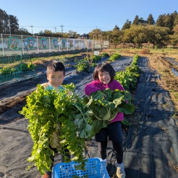 🍴ダイコン＆白菜！給食に！