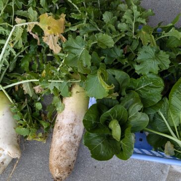 🍴給食！みんなの大根サラダ！