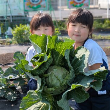 🥰イチゴ＆キャベツが採れたよ！🍓