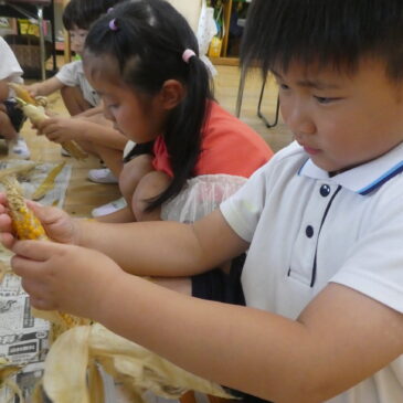 🌽ポップコーン🍿収穫