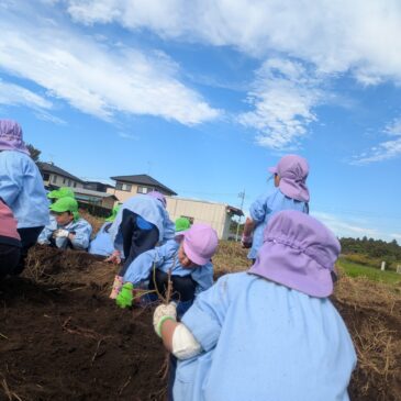 🍠さつまいも掘り