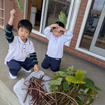 ✨芋がらづくり